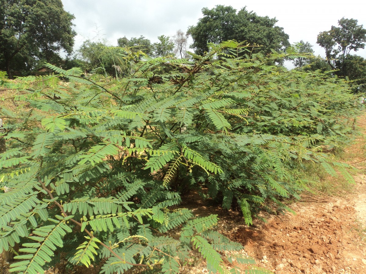 Mimosa pigra L.